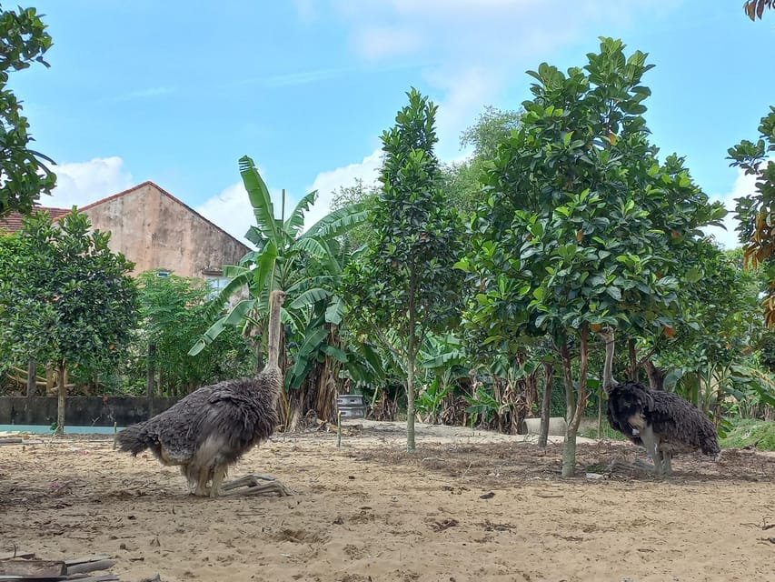 River Cruise – Discover the Beauty of Hoi An's Countryside - Inclusions and Exclusions