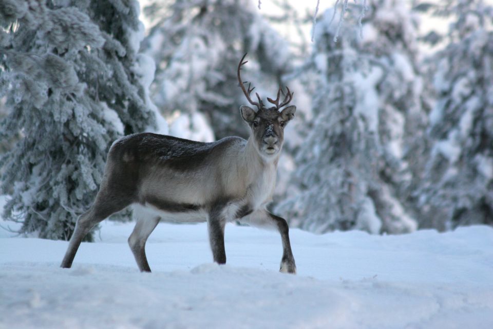 Rovaniemi: Authentic Reindeer Farm Visit and Sleigh Ride - Booking and Cancellation Policy