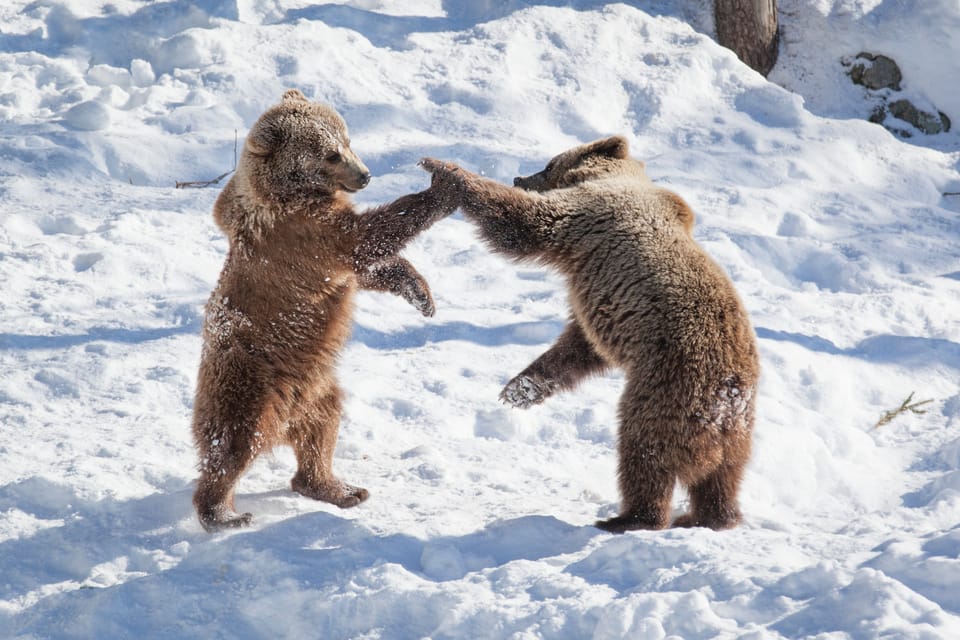 Rovaniemi: Day at Ranua Wildlife Park Arctic Zoo - Transportation and Logistics