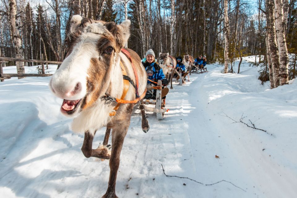 Rovaniemi: Daytime Reindeer Sleigh Ride With Hotel Pickup - Participant Requirements