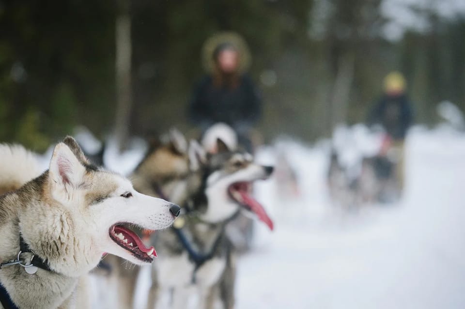 Rovaniemi: Family Friendly Husky Ride and Farm Visit - Customer Ratings and Feedback