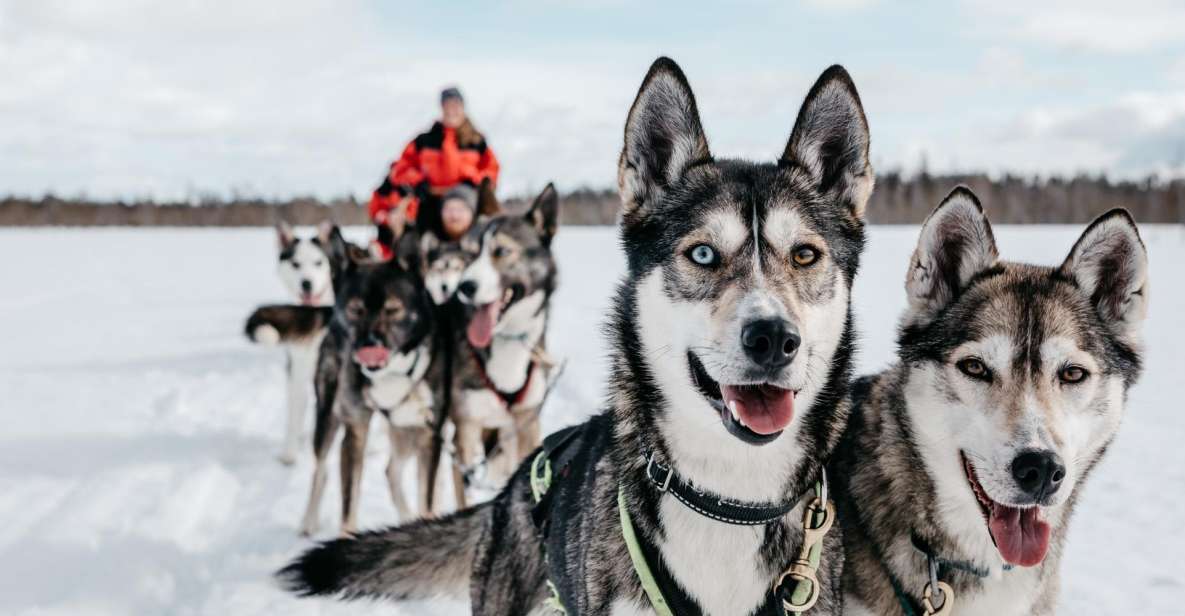 Rovaniemi: Family-Friendly Husky Sled Ride and Farm Visit - Preparing for Your Adventure