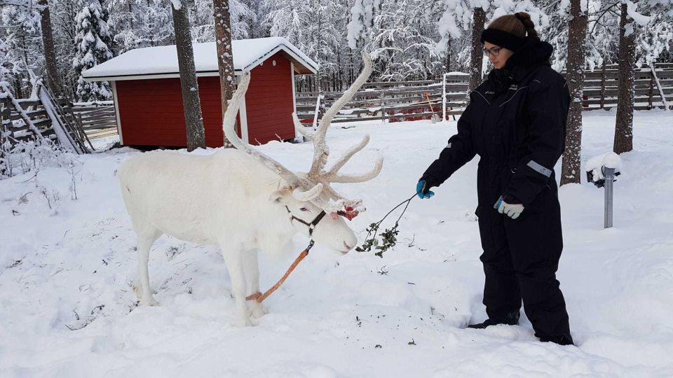 Rovaniemi: Husky Park and Reindeer Farm Combo - Participant Information