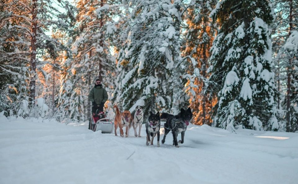 Rovaniemi: Husky Safari Tour & 6-10 Km Self-Driving Mushing - Customer Reviews