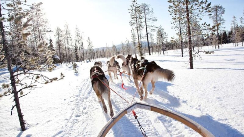 Rovaniemi: Husky Sled Ride and Farm Visit - Whats Included in the Tour