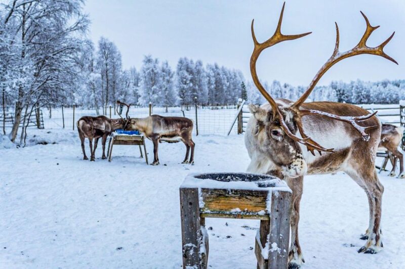 Rovaniemi: Local Reindeer Farm Visit With 2 Km Sleigh Ride - Local Snacks and Refreshments