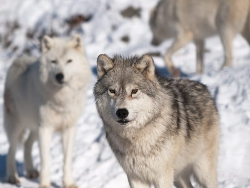 Rovaniemi: Ranua Zoo Visit With Lunch - Whats Included in the Tour