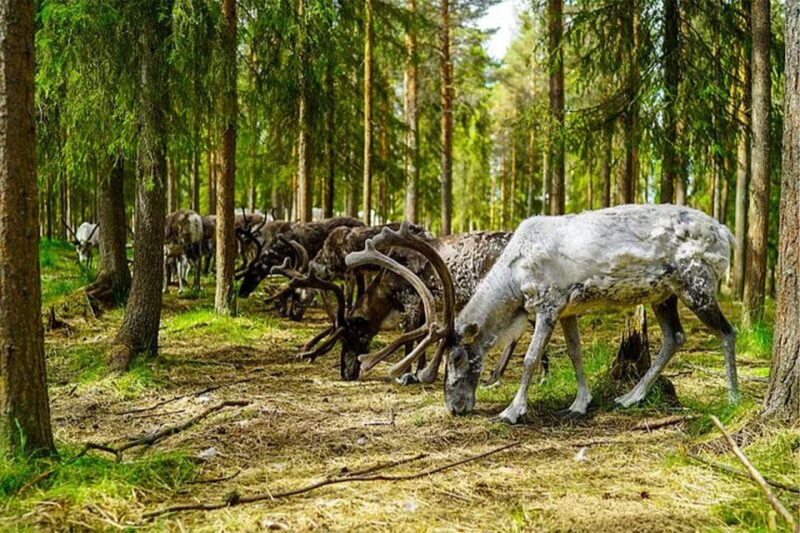 Rovaniemi: Reindeer Farm Visit in the Summer - Tour Requirements