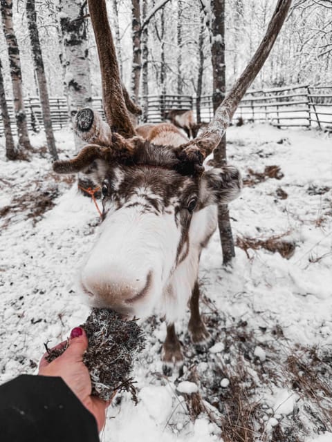 Rovaniemi: Reindeer Farm Visit With Sleigh Ride - What to Expect