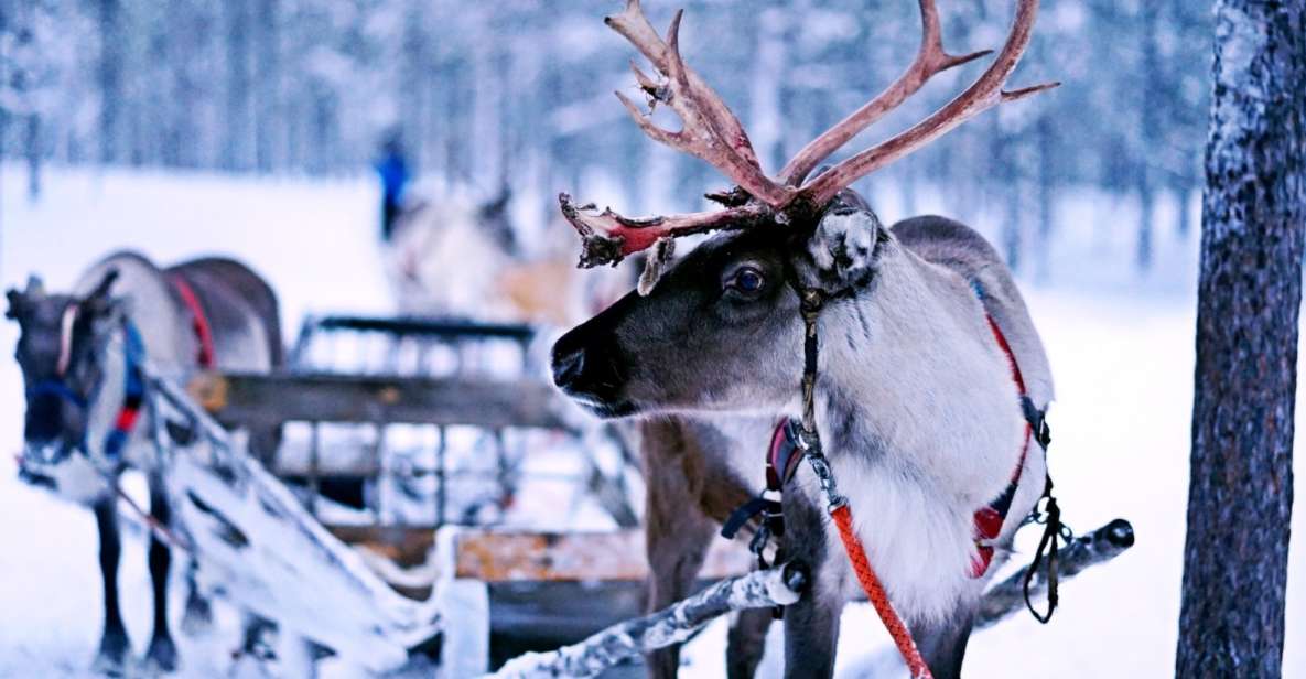 Rovaniemi: Reindeer Safari Tour & 2.5 Km Sled Ride - Customer Reviews and Ratings