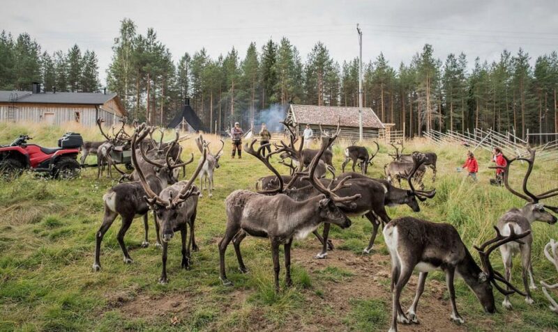 Rovaniemi: Reindeer Summer Farm Visit Tour - Inclusions of the Tour