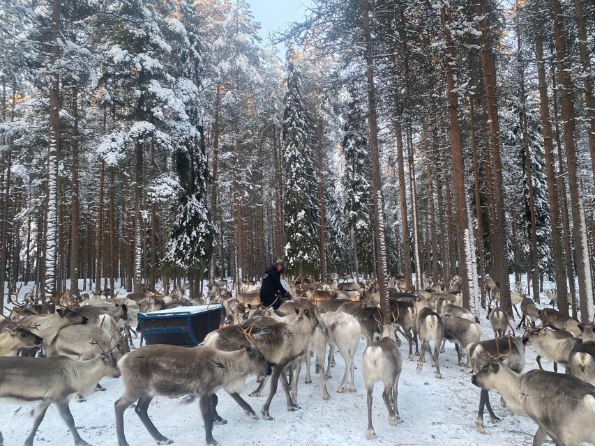 Rovaniemi: Santa Claus Village Tour Huskies & Reindeer Visit - Understanding the Itinerary