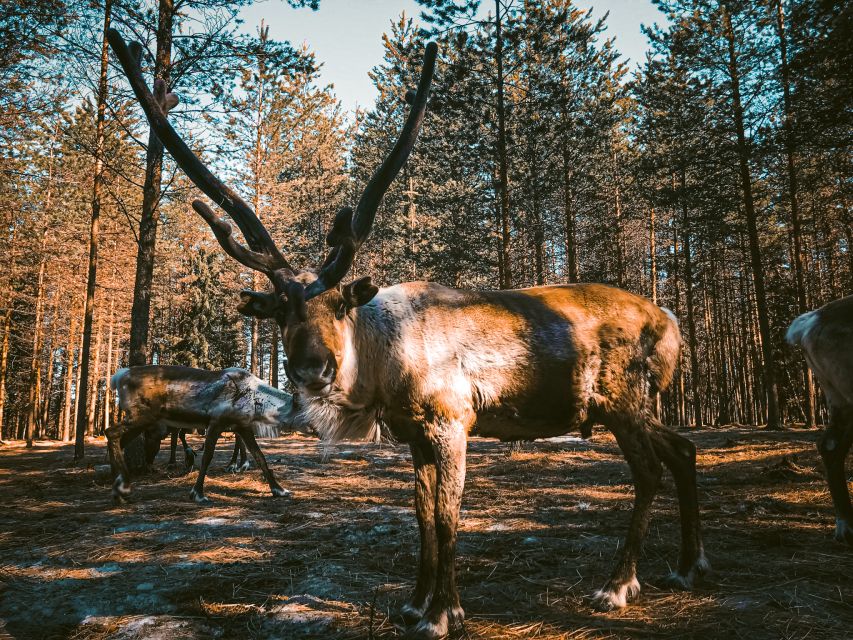 Rovaniemi: Summer Reindeer Farm Experience - Participant Requirements