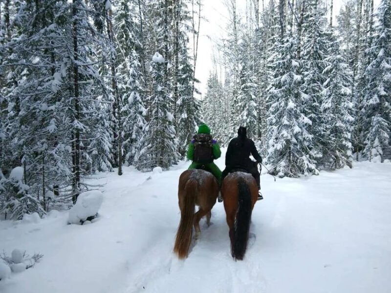 Rovaniemi: Winter Horse Riding in Arctic Nature - Cultural Insights