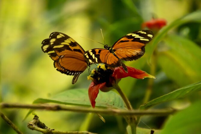 Safari One Day Tour With Butterflies Monkeys Crocodiles Birds - Additional Wildlife Viewing Stops