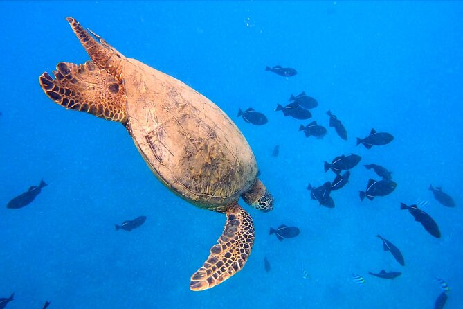 Sail and Turtle Snorkeling Tour in Waikiki - Safety and Accessibility Information