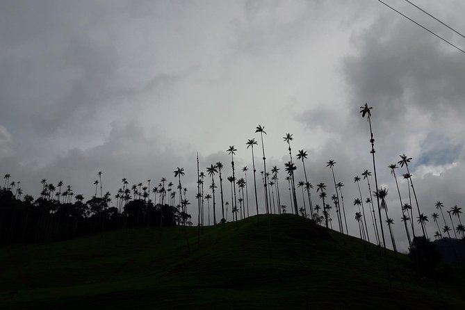 Salento Cocora Valley and Filandia - Pickup and Transportation