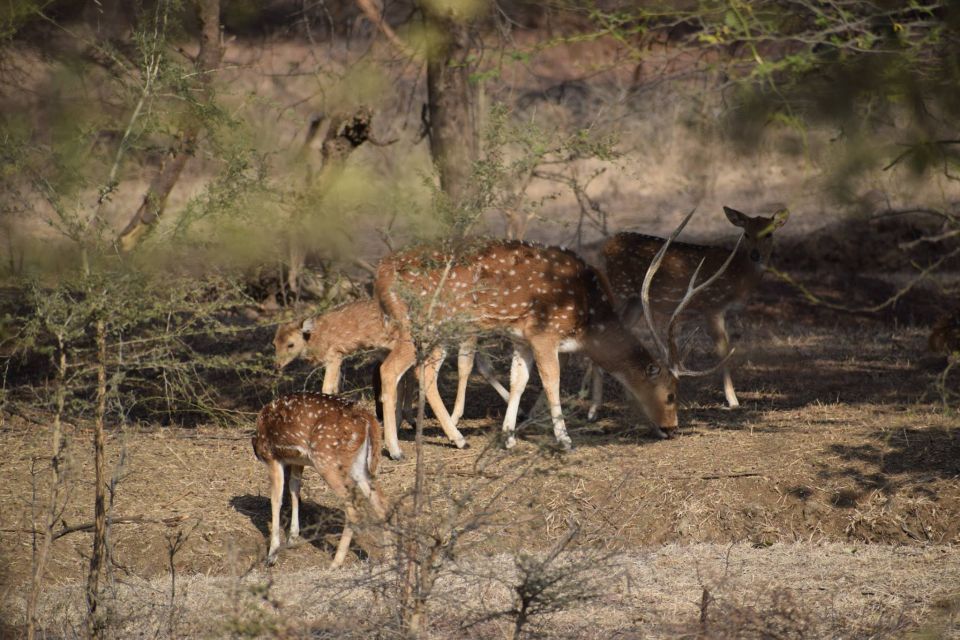 Same Day Ranthambhore WildLife Tour From Jaipur - Wildlife Safari Details