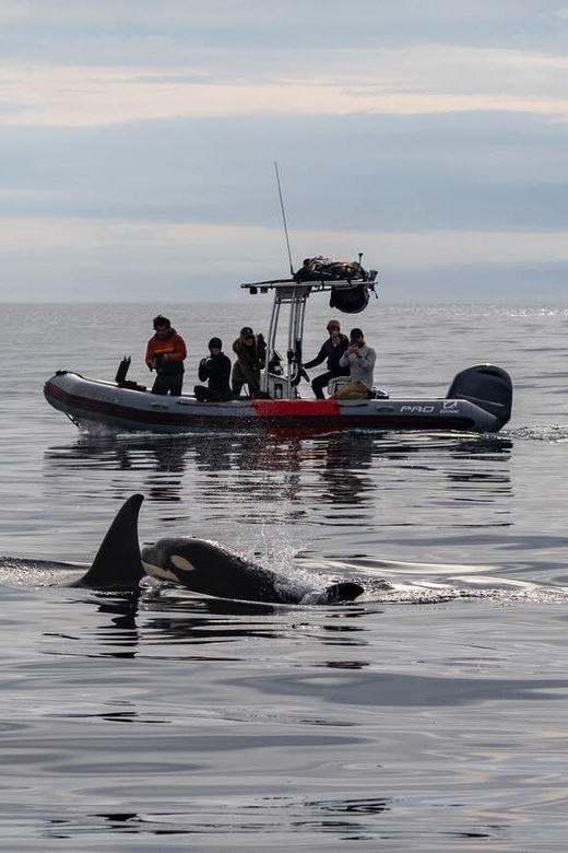 San Diego: Whale and Dolphin Watching Speedboat Tour - Departure Information