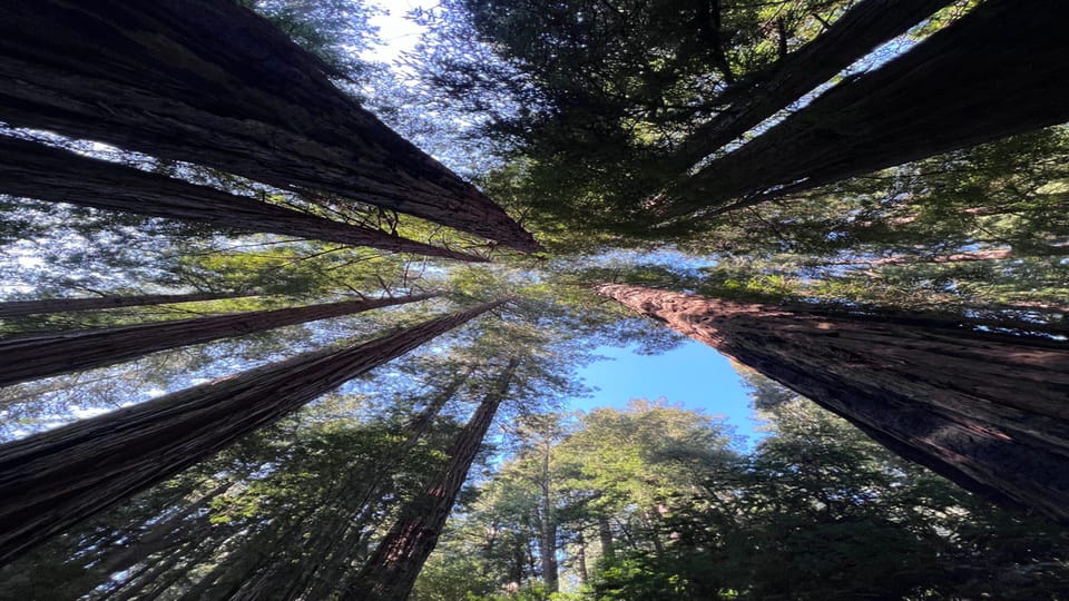 San Francisco: Muir Woods, Sausalito, and Sonoma Wine Tour - Sonoma Wine Tasting