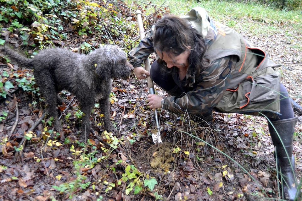 San Miniato: Truffle Hunting, Food, and Gourmet Experience - The Truffle Hunting Experience