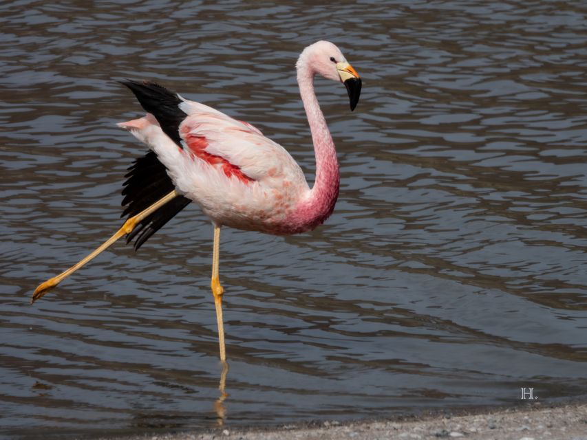 San Pedro De Atacama: Wildlife Safari and Photography Tour - Inclusions and Amenities