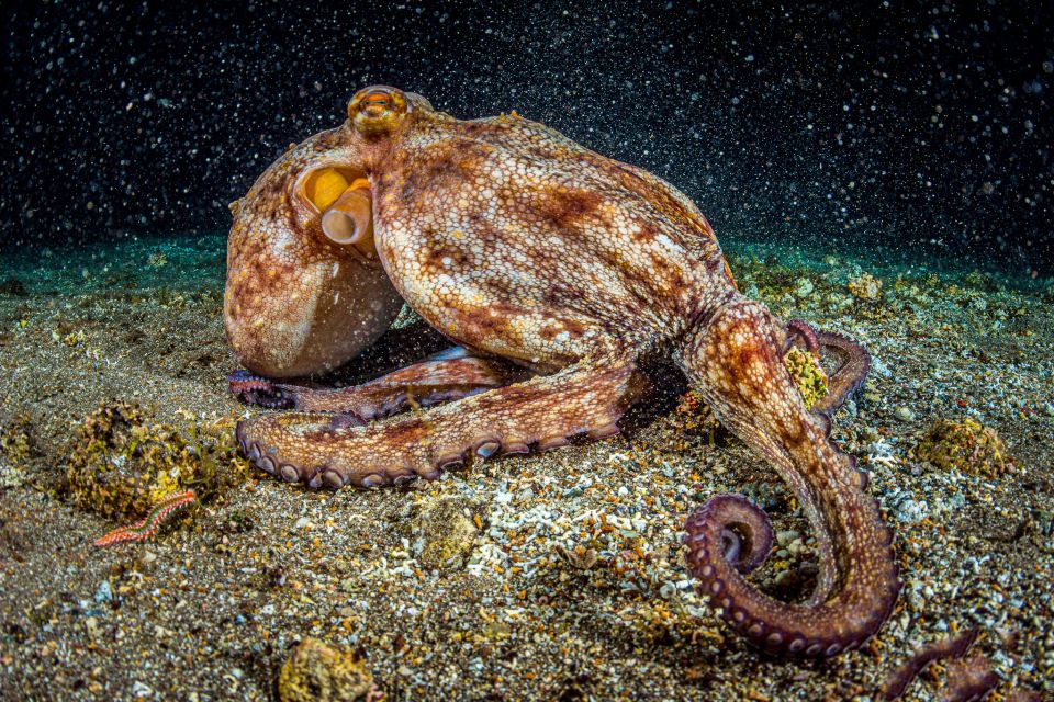 Santa Cruz De Tenerife: Nocturnal Life Guided Night Dive - Guided Instruction and Techniques