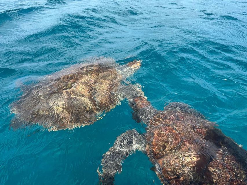 Sao Vicente: Snorkel With Sea Turtles Adventure - Customer Feedback and Ratings