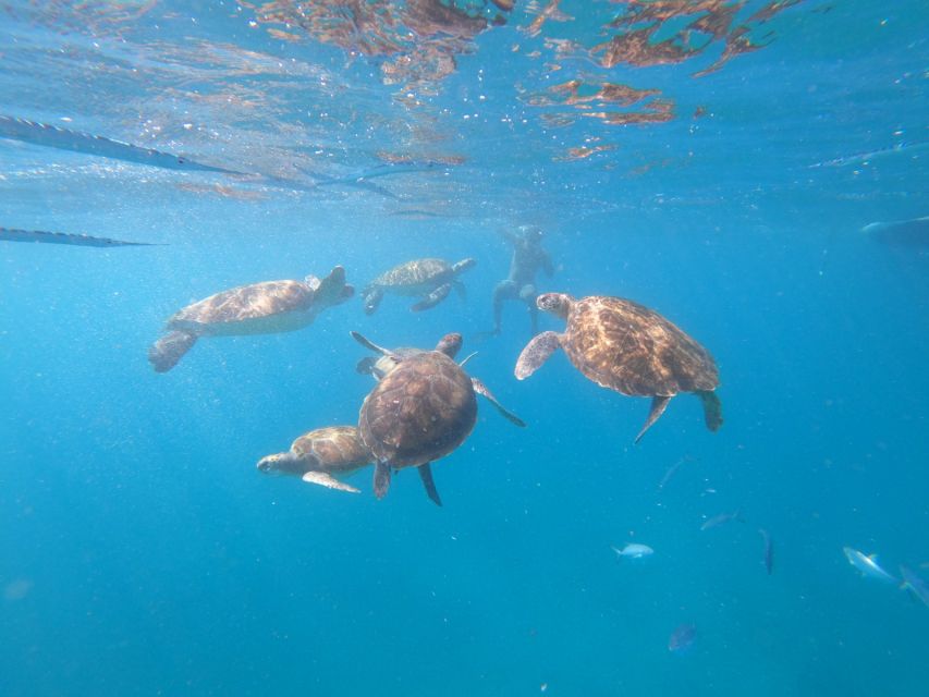 Sao Vicente: Snorkeling With Turtles Breathtaking Experience - Conservation and Community Support