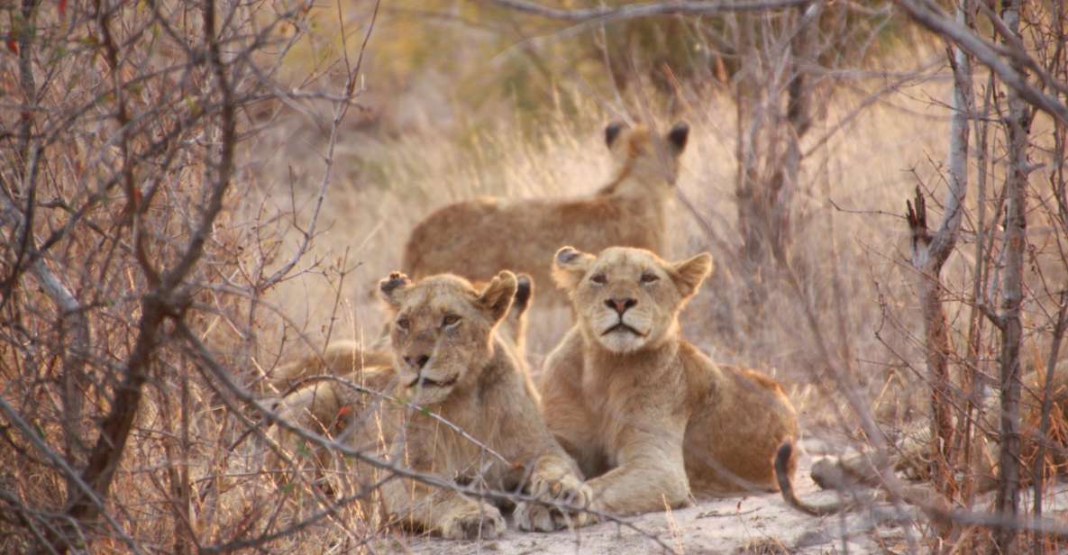 Sasan Gir: Devalia Park Safari With Skip-The-Line Access - Pricing and Booking Details