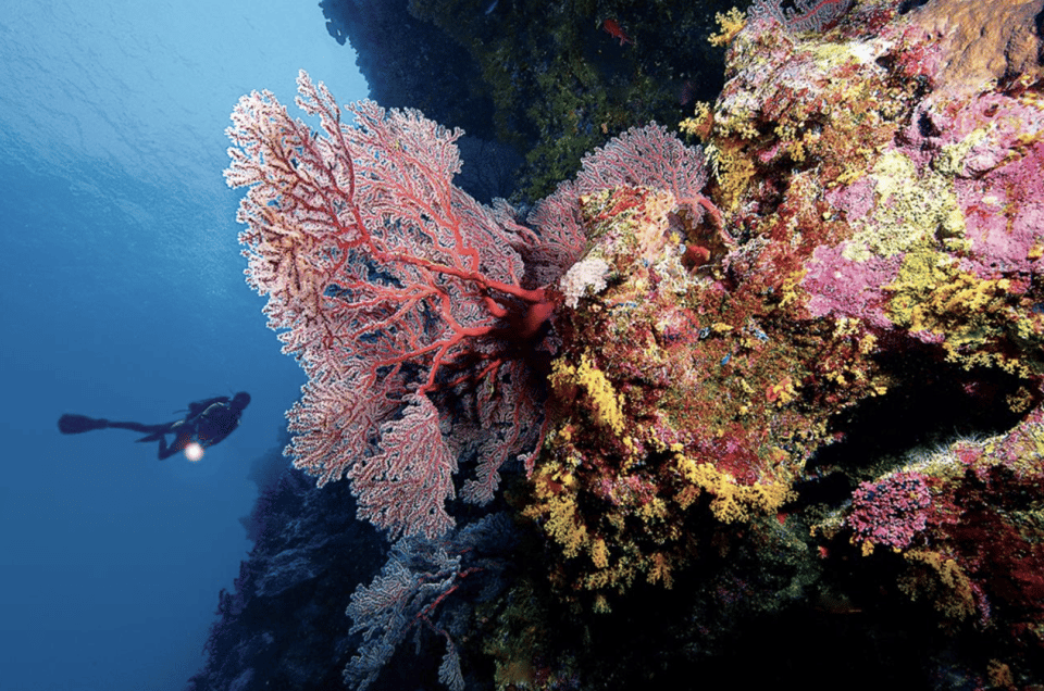 Scuba Dive in Nudibranch Gardens, Phu Quoc - Meeting Details