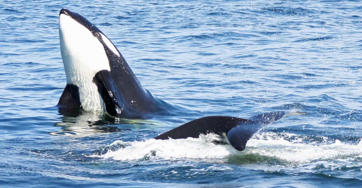 Seattle: Half-Day Wildlife and Whale Watching Cruise - Meeting Information