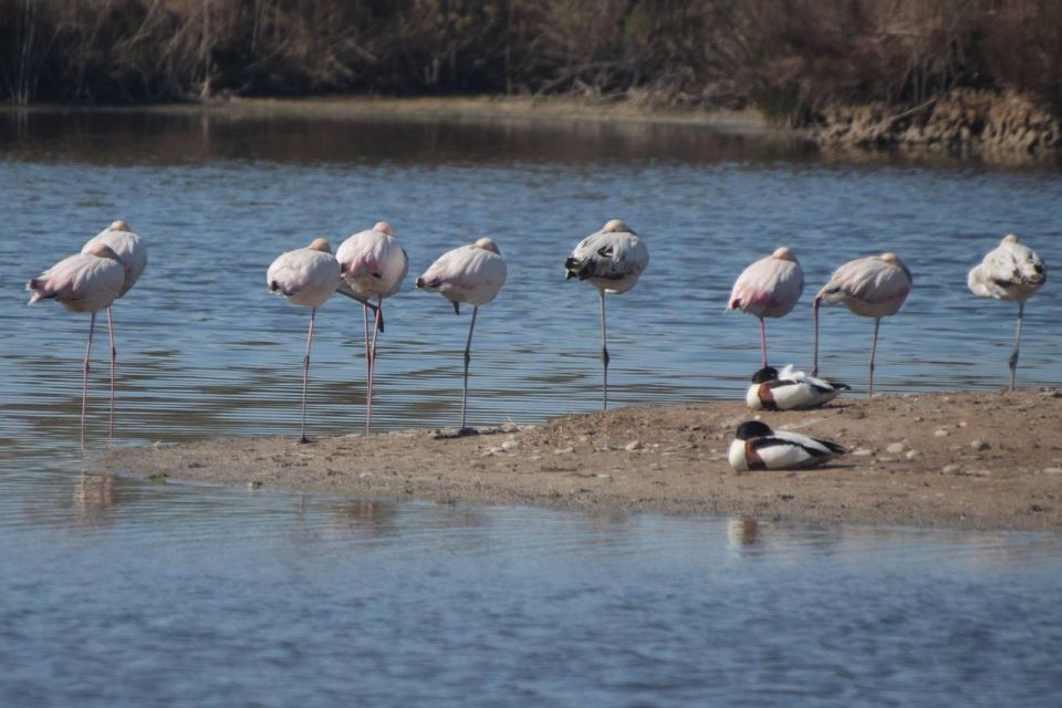 See Albufera Lake +City of Arts and Sciences on a Bike Tour - Booking Information