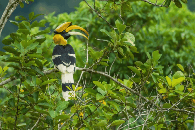 Selangor: Paya Indah Discovery Wetlands at Gamuda Cove - Conservation Efforts and Education