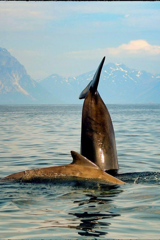 Senja: Deep Sea Whale Safari by RIB Boat - Important Safety Information