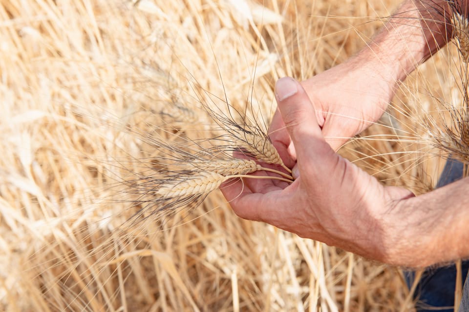 Sensory Walk With Lunch in the Caltagirone Countryside - Important Information to Know