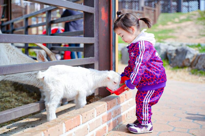 Seoul: Anseong UNESCO Performance/Kimchi Making One Day Tour - Kimjang (Kimchi Making) Tour