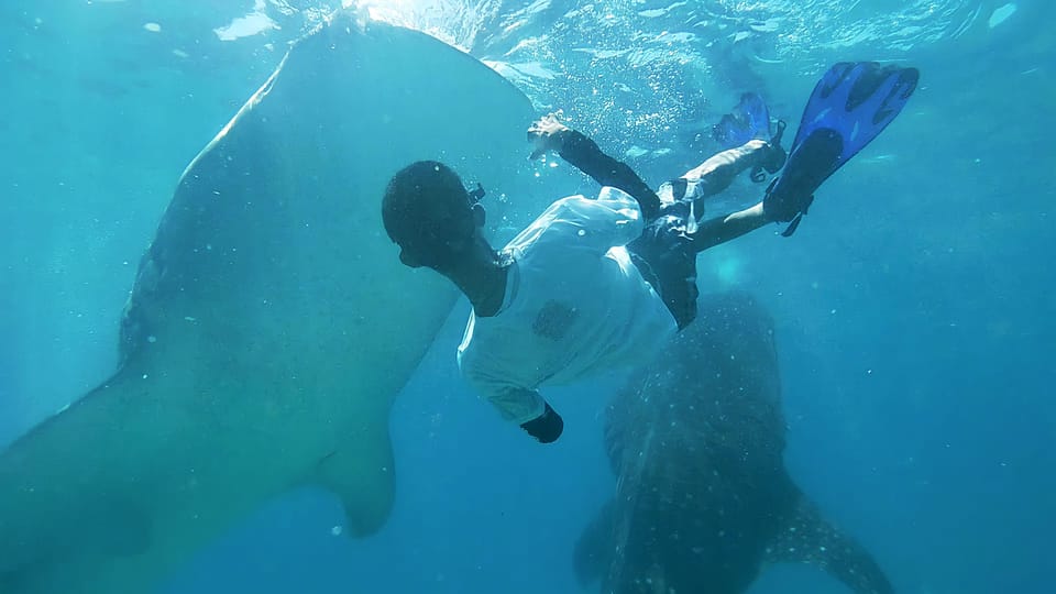 Shared Tour : Whale Shark Watching and Kawasan Canyoneering - Inclusions and Requirements