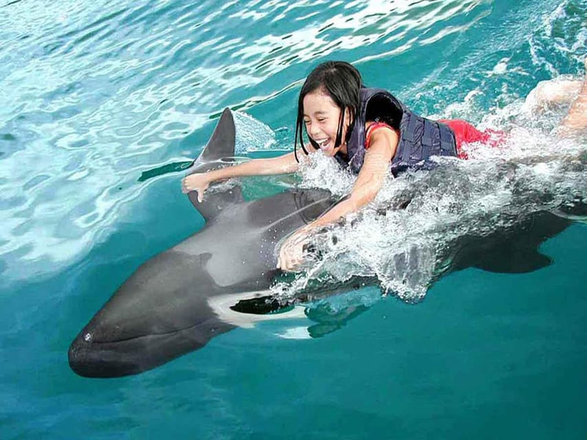 Side/Alanya: Swimming With Dolphins - Highlights of Swimming With Dolphins