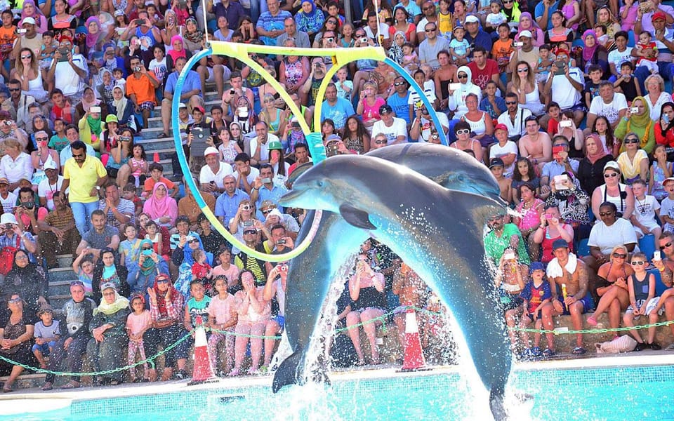 Side/Turks: Alanya Dolphin Show With Hotel Transfer Option - Transportation Options