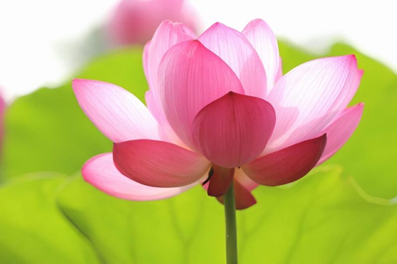 Siem Reap: Angkor Silk Farm & Lotus Silk Farm With Transfers - Transportation Details