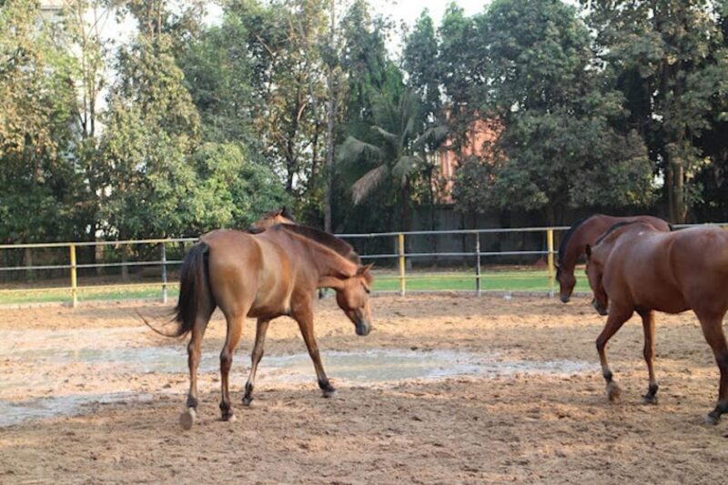 Siem Reap Happy Horse Riding Free Pick-up & Drop-off - Important Information