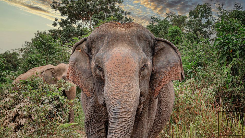 Siem Reap: Small Group Tour of Kulen Elephant Forest - Participant Information