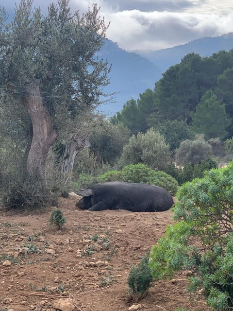 Sierra De Tramuntana Hiking Experience - Hiker Requirements