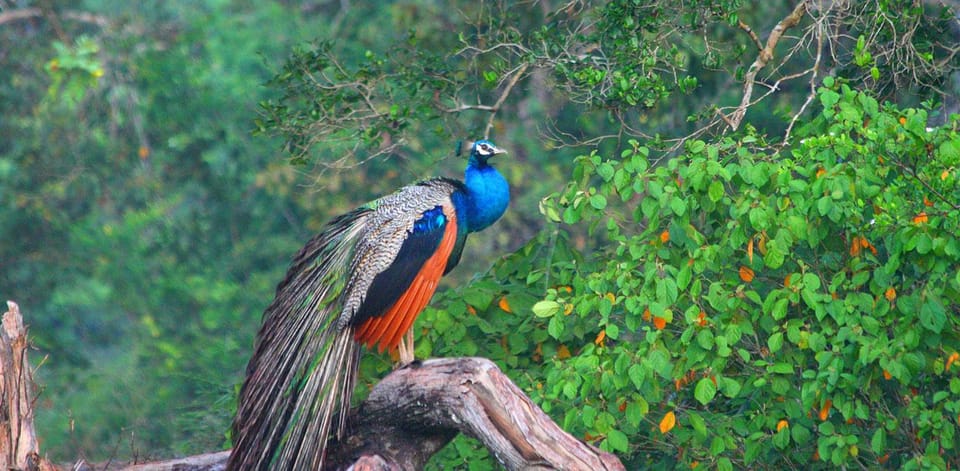 Sigiriya & Jeep Safari: All Inclusive Tour From Colombo - Sigiriya Museum Tour