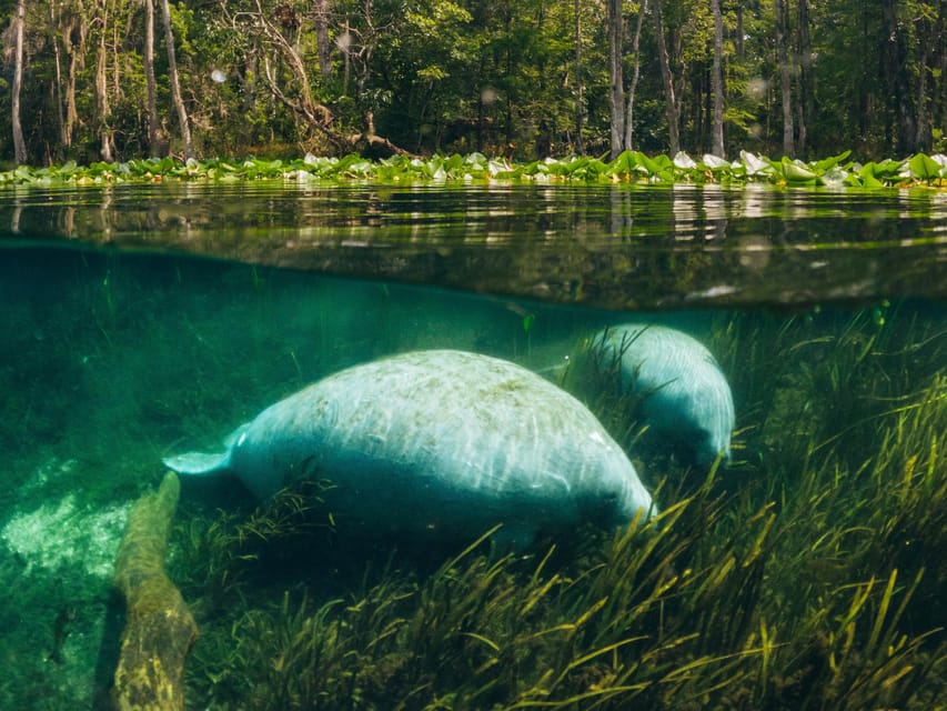 Silver Springs: Clear Kayak Manatee Season Tour - Exclusions