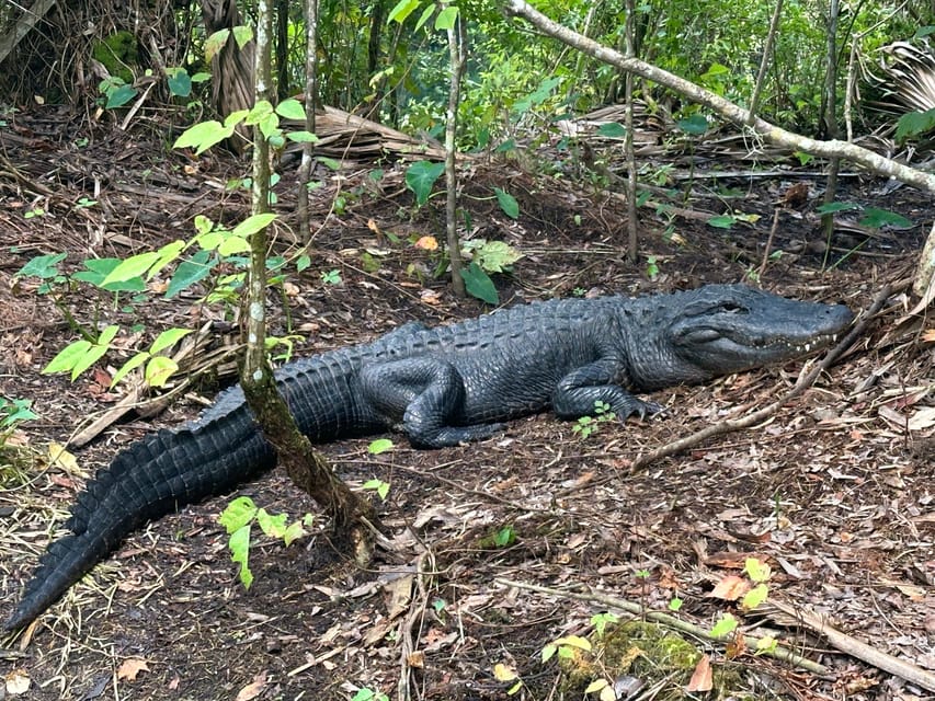 Silver Springs: Guided Clear Kayak or Paddleboard Gator Tour - Location and Duration