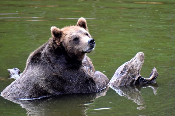 Simply Amazing Sitka Tour: Fortress of the Bear, Alaska Raptor, & Totems - Sitka National Historical Park