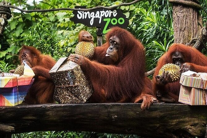 Singapore Zoo Entry Ticket - Booking Process Steps