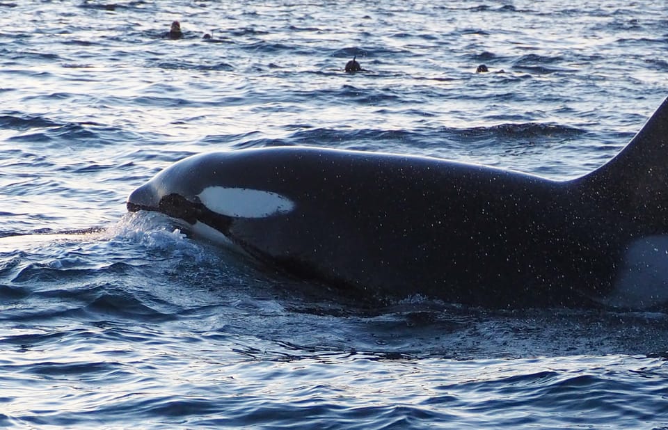 Skjervøy: Whale and Orca Watching Tour by RIB Boat - Safety and Equipment Details